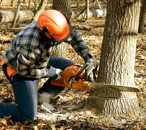 Tree Removal in Park Hill, OK